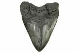 Huge, Fossil Megalodon Tooth - South Carolina River Meg #264540-1